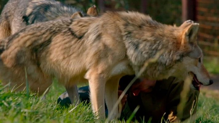 Grandes documentales - Lobos errantes, 2ª parte
