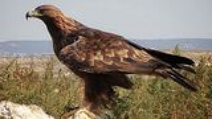 Universo UNED - El milano de Grefa *