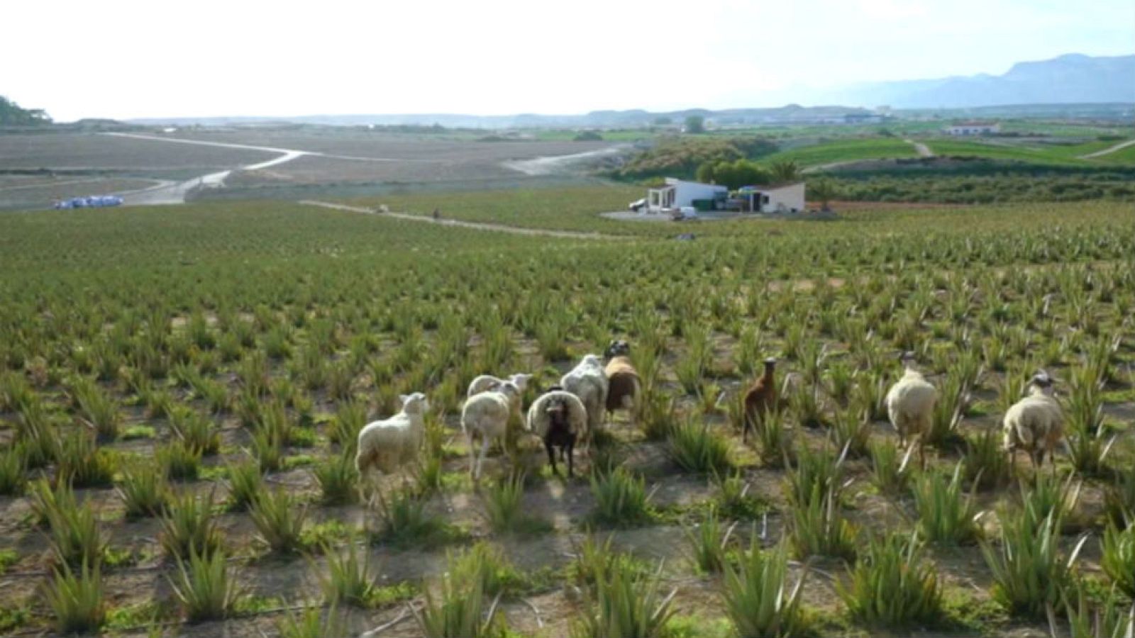 Entre aloe vera y ovejas