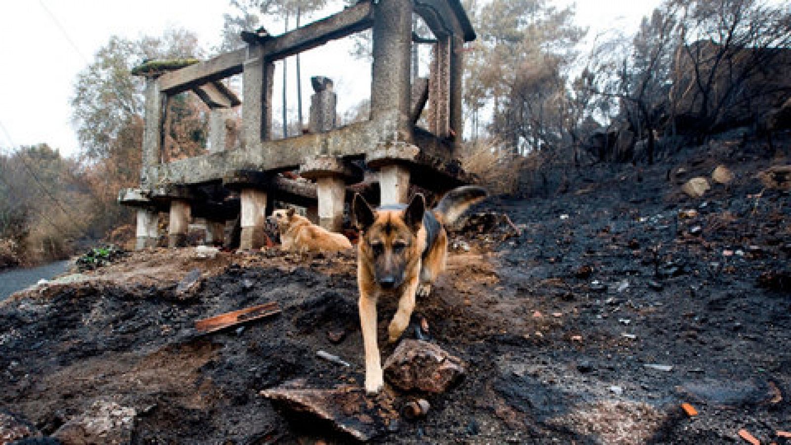 Telediario 1: La Guardia Civil investiga la oleada de incendios de Galicia | RTVE Play