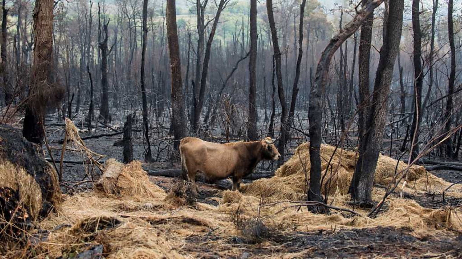 Informe Semanal - Fuego con intención - ver ahora