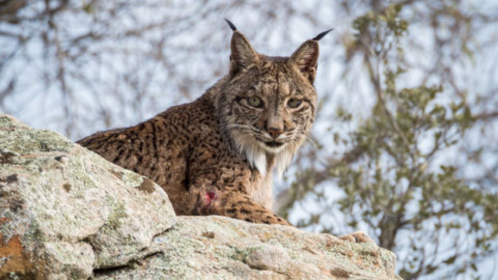 Telediario 1: El lince ibérico es el felino más amenazado del mundo | RTVE Play