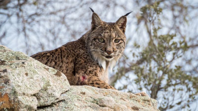 El proyecto LIFE Iberlince trata de recuperar sus poblaciones y reintroducir esta especie en diferentes puntos de la Peninsula Ibérica, tanto de España como de Portugal. En centros de recuperación de fauna silvestre de Castilla-La Mancha se trata a e