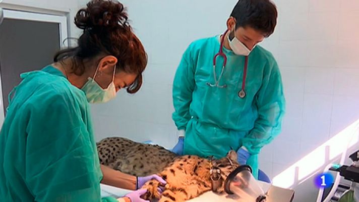 Visitamos un centro de recuperación del lince ibérico