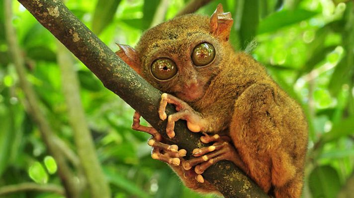 Tailandia Salvaje, una tierra de gran belleza y contrastes