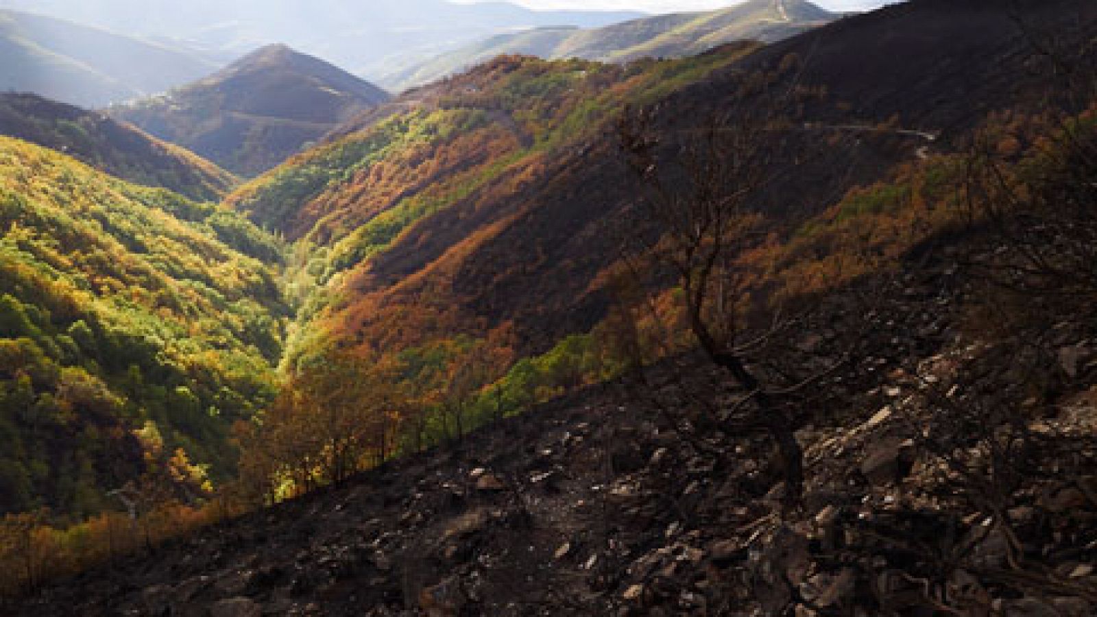 Telediario 1: Una anciana de 74 años, acusada de provocar varios incendios en Galicia | RTVE Play