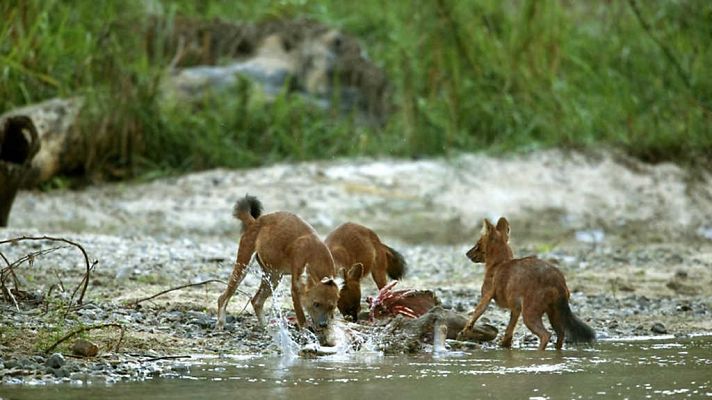 Grandes documentales - Tailandia salvaje: un entorno olvidado e ignoto