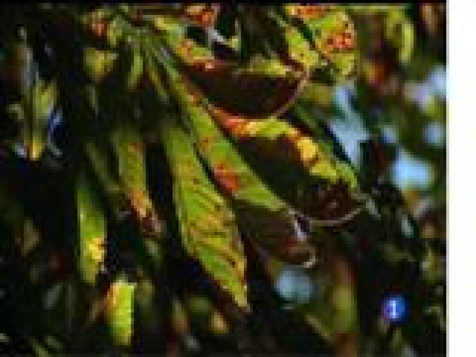 El tiempo en Asturias - 25/10/17 | Ver