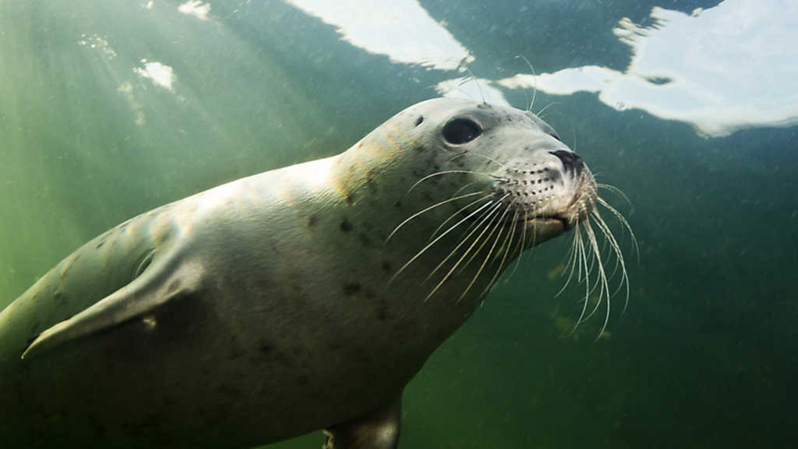 Grandes documentales - El Báltico salvaje: La vida en la costa ámbar - ver ahora