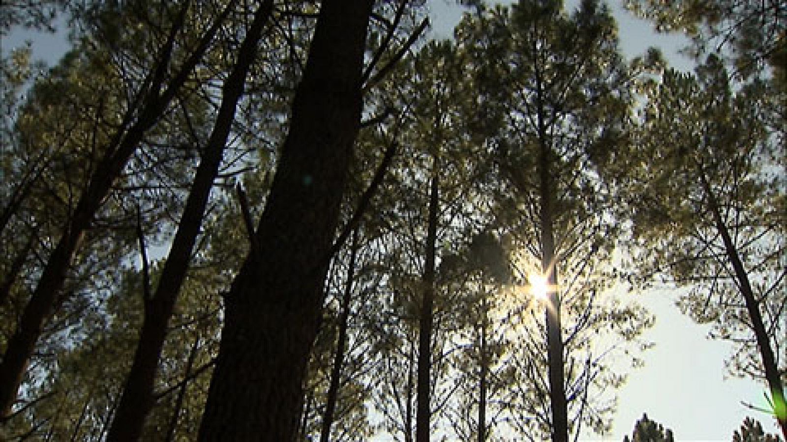 Telediario 1: Un bosque de Pontevedra, testigo del cambio climático | RTVE Play