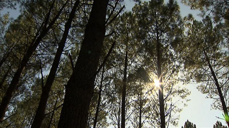 Un bosque de Pontevedra, testigo del cambio climático