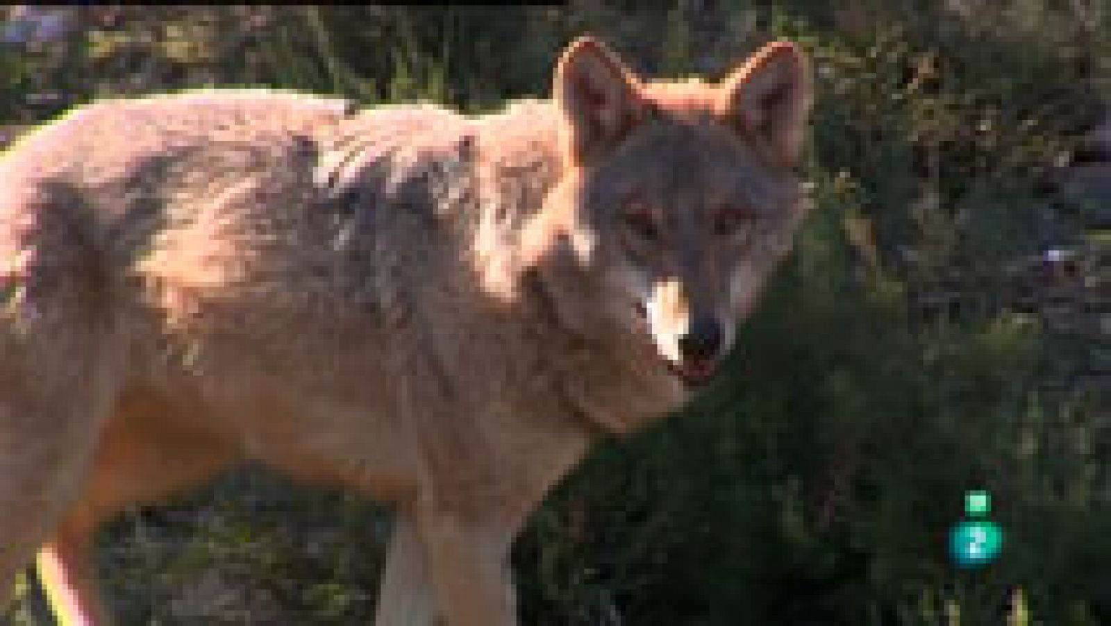 La aventura del Saber: El Centro del Lobo Ibérico | RTVE Play