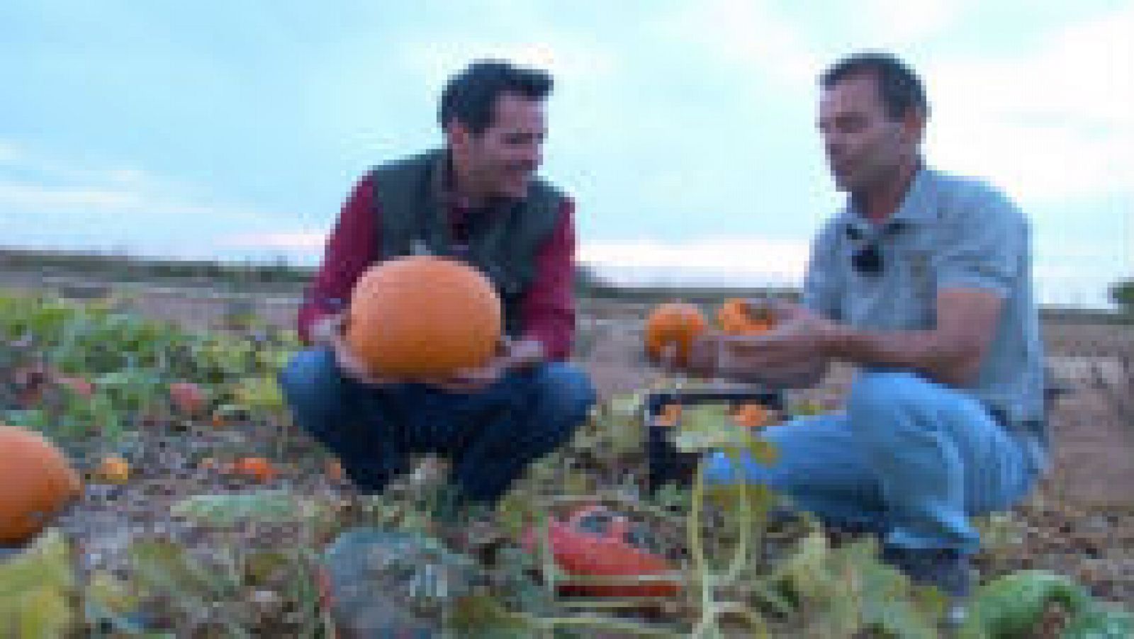 Calabazas ¡raras, raras!