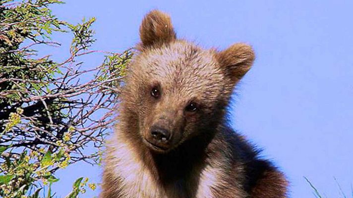 Tian Shan: tierra de osos y caballos