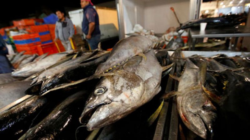 El comité científico de la Comisión Internacional para la conservación del atún atlántico evidencia la abundancia del stock de esta especie