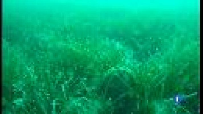 Informatiu Balear - Les nacres es moren.