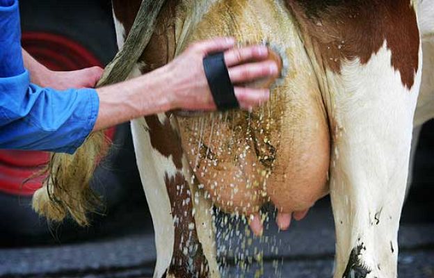 La 2 Noticias - Certamen 'Miss Vaca' en Verden