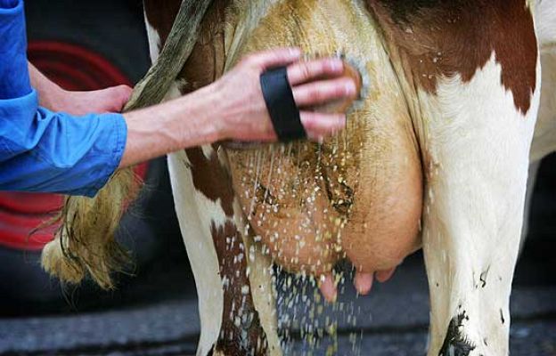 La 2 Noticias - Certamen 'Miss Vaca' en Verden