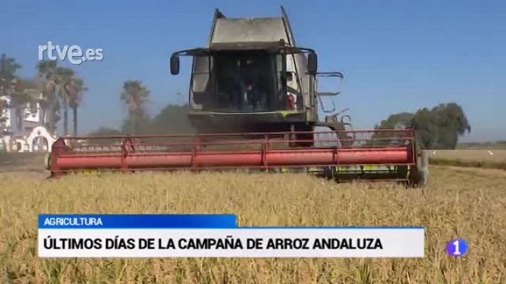 Campaña de Arroz en la Marisma del Guadalquivir