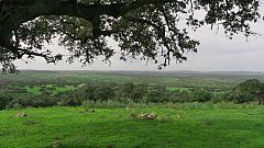 El arca de Noé - La dehesa