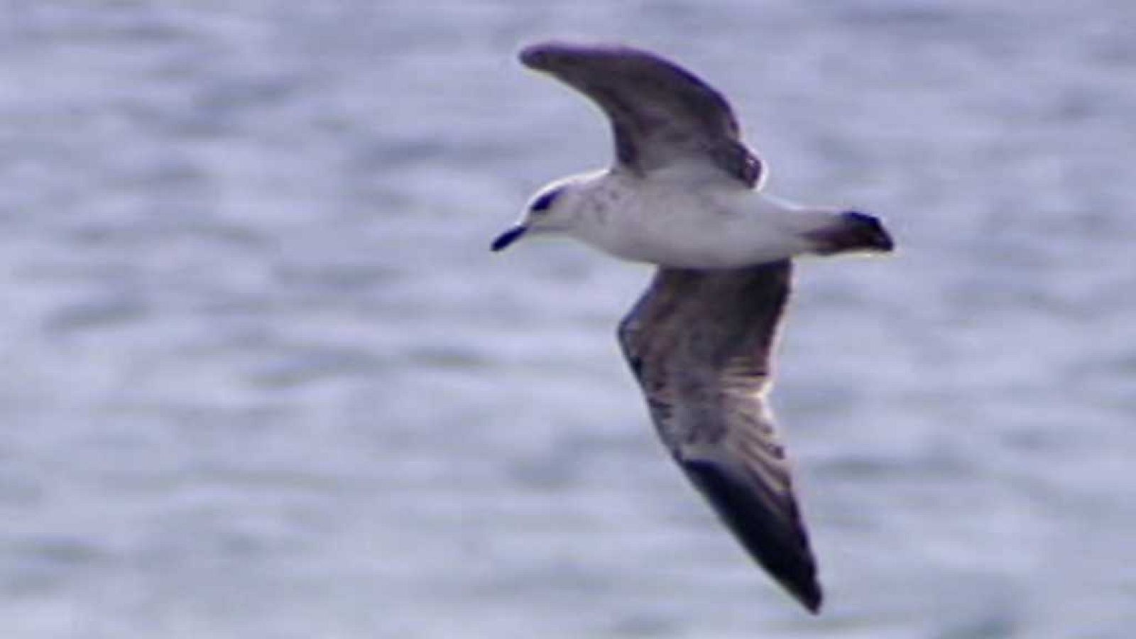 El escarabajo verde - Lo que anuncian las aves - ver ahora