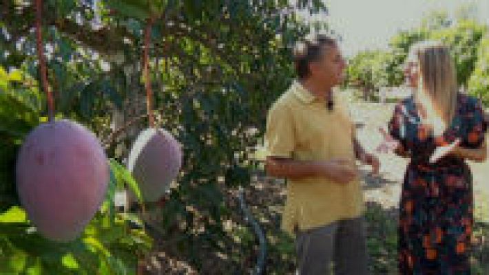 Aquí la Tierra - El mango Ataúlfo