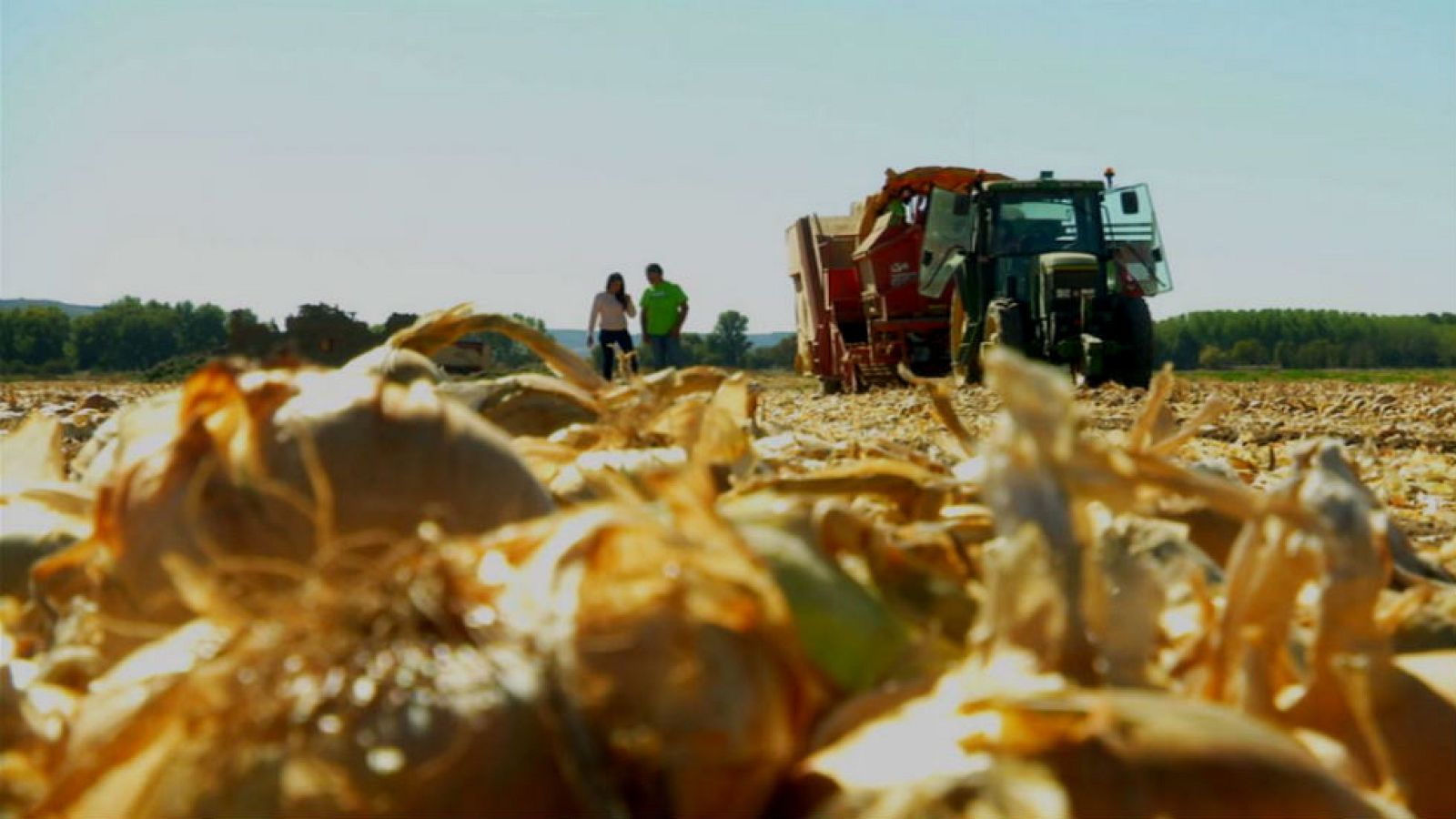 La mejor cebolla para la morcilla de Burgos