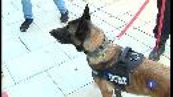 Informatiu Balear - Un exemplar de pastor belga patrullarà amb la policia local d'Eivissa