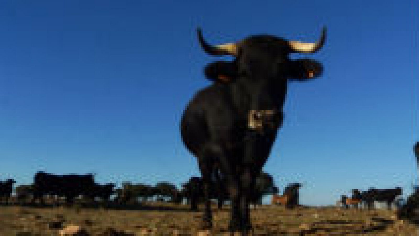 Animales curiosos: vaca serrana negra