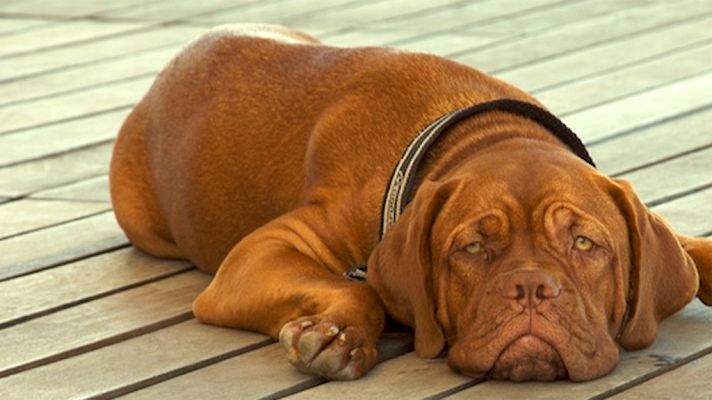 Telediario 1 - Continúa muy grave la mujer que perdió las piernas por la mordedura de unos perros