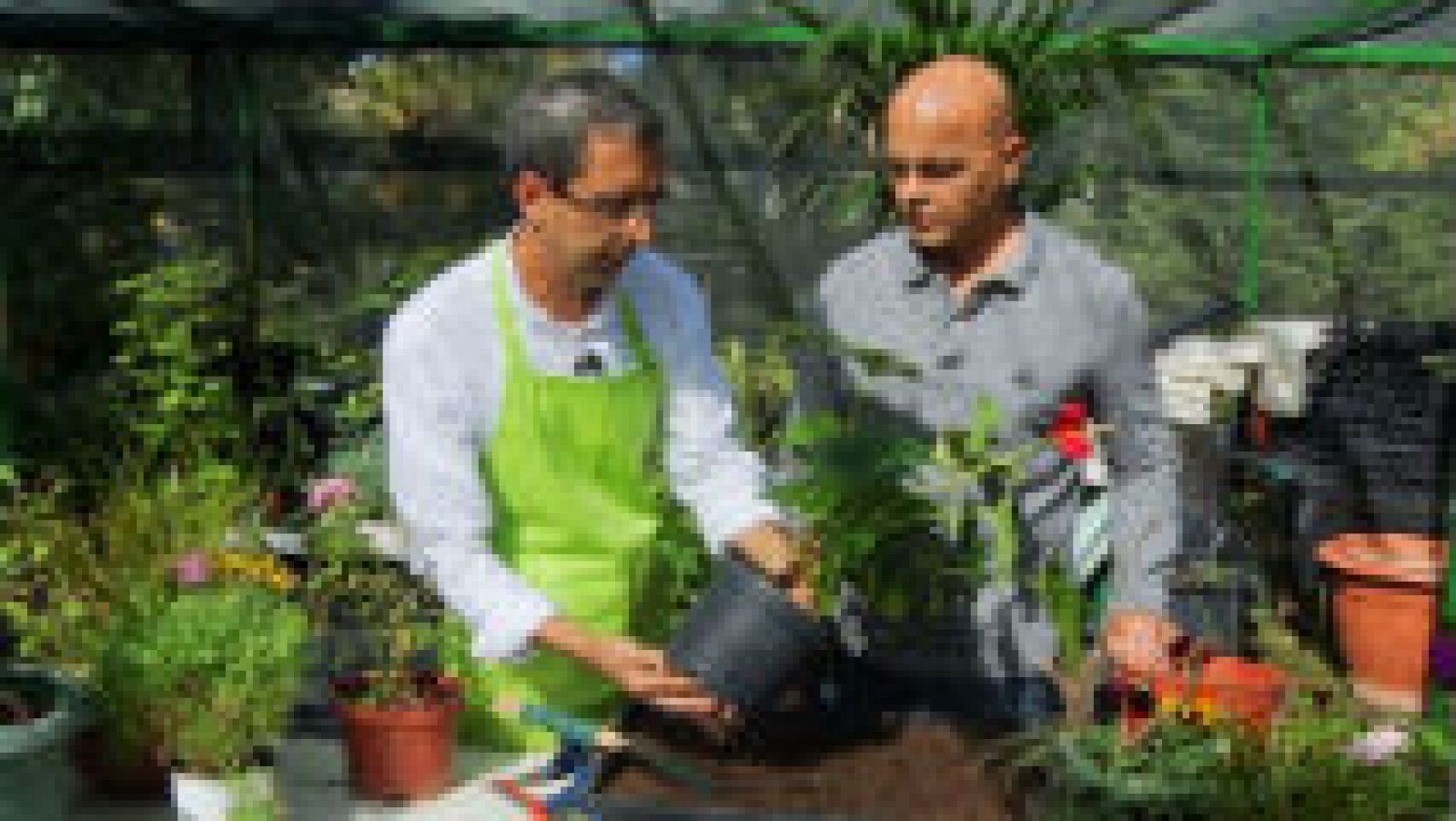 Cuidados de plantas en otoño