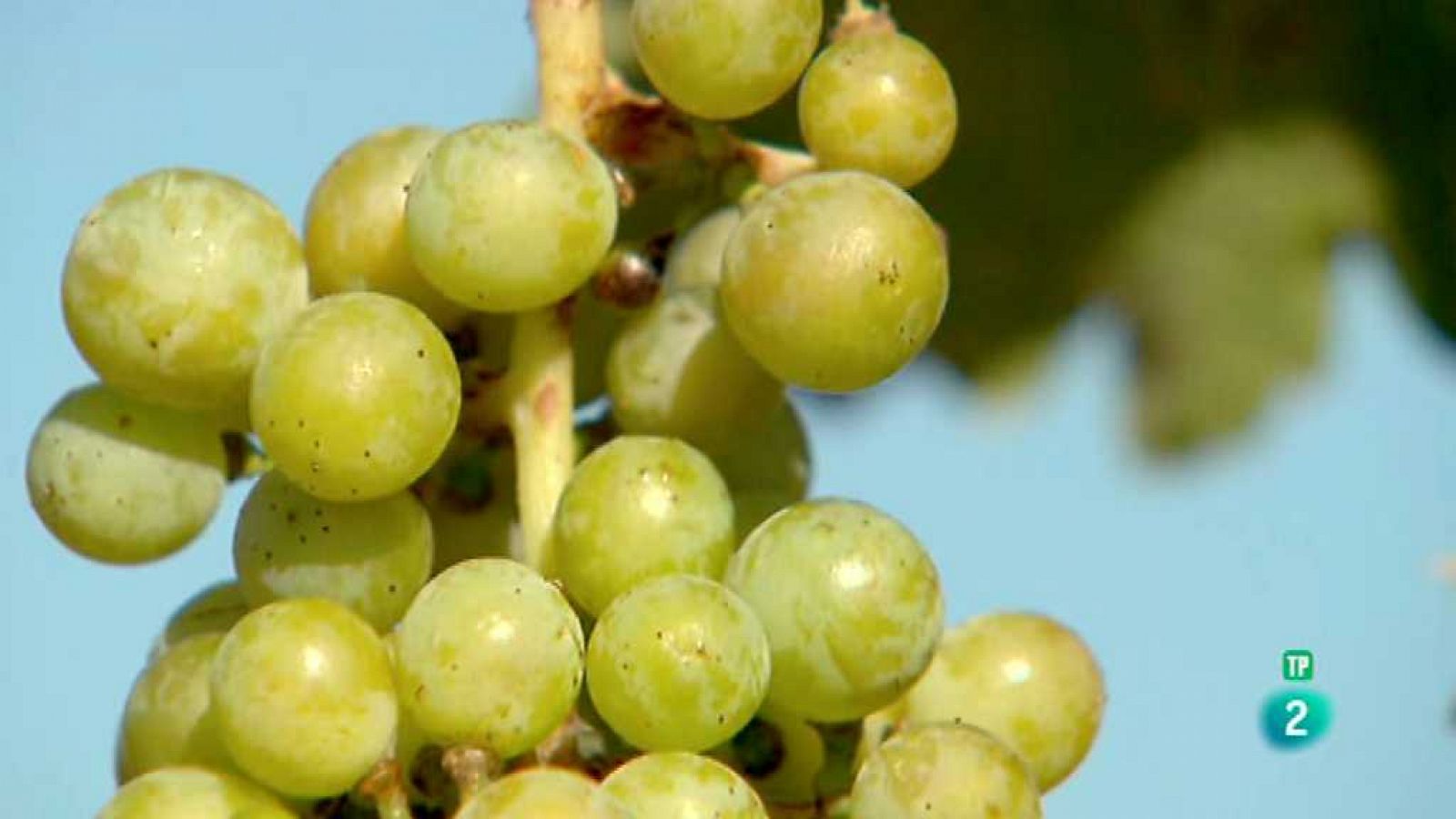 El escarabajo verde - Un néctar sostenible - ver ahora