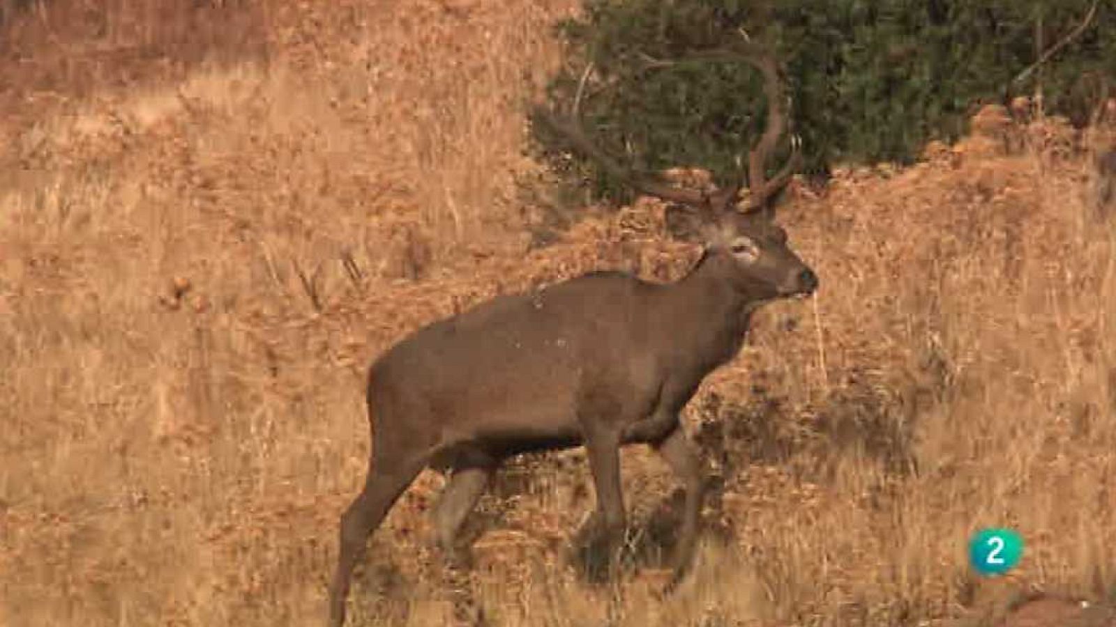Jara y sedal - Chivera baja - ver ahora
