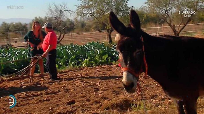 España Directo - España Directo - 10/11/17
