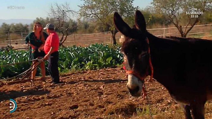 España Directo - España Directo - 10/11/17