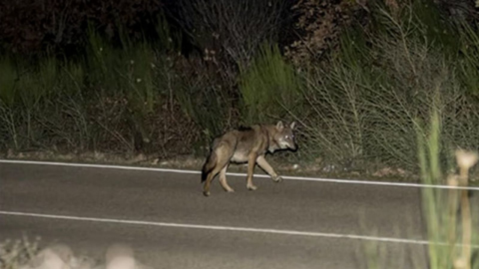 Telediario 1: Unas fotos de lobos cruzando una carretera se vuelven virales en las redes sociales | RTVE Play