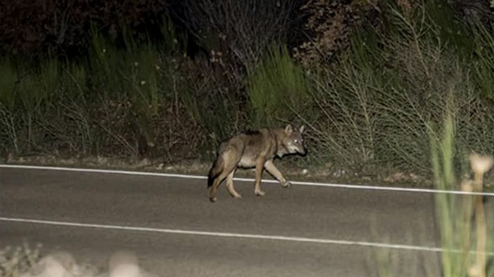 Telediario 1 - Unas fotos de lobos cruzando una carretera se vuelven virales en las redes sociales