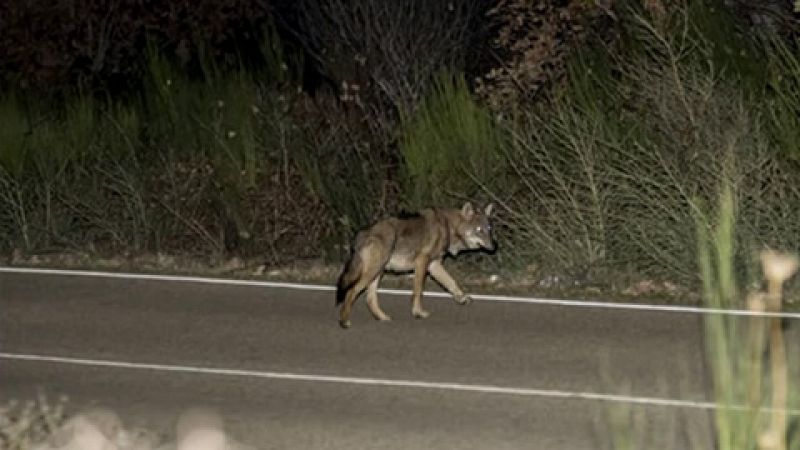 Unas fotos de lobos cruzando una carretera se vuelven virales en las redes sociales