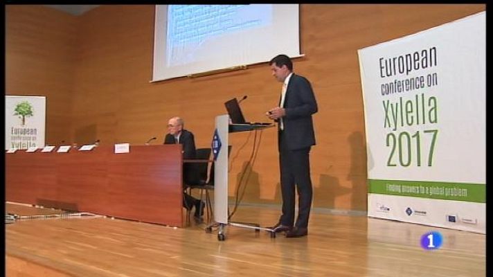 Informatiu Balear - Cerquen l'insecte que transmet la xylella
