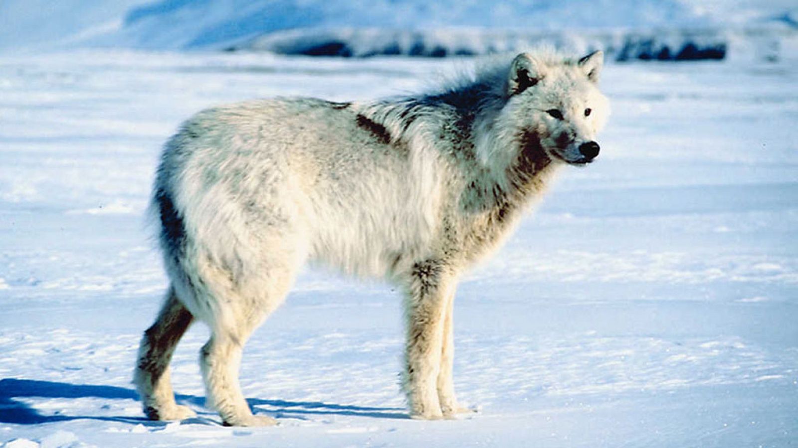 Grandes documentales - Loba blanca: La loba blanca de la manada de Hayden - RTVE.es