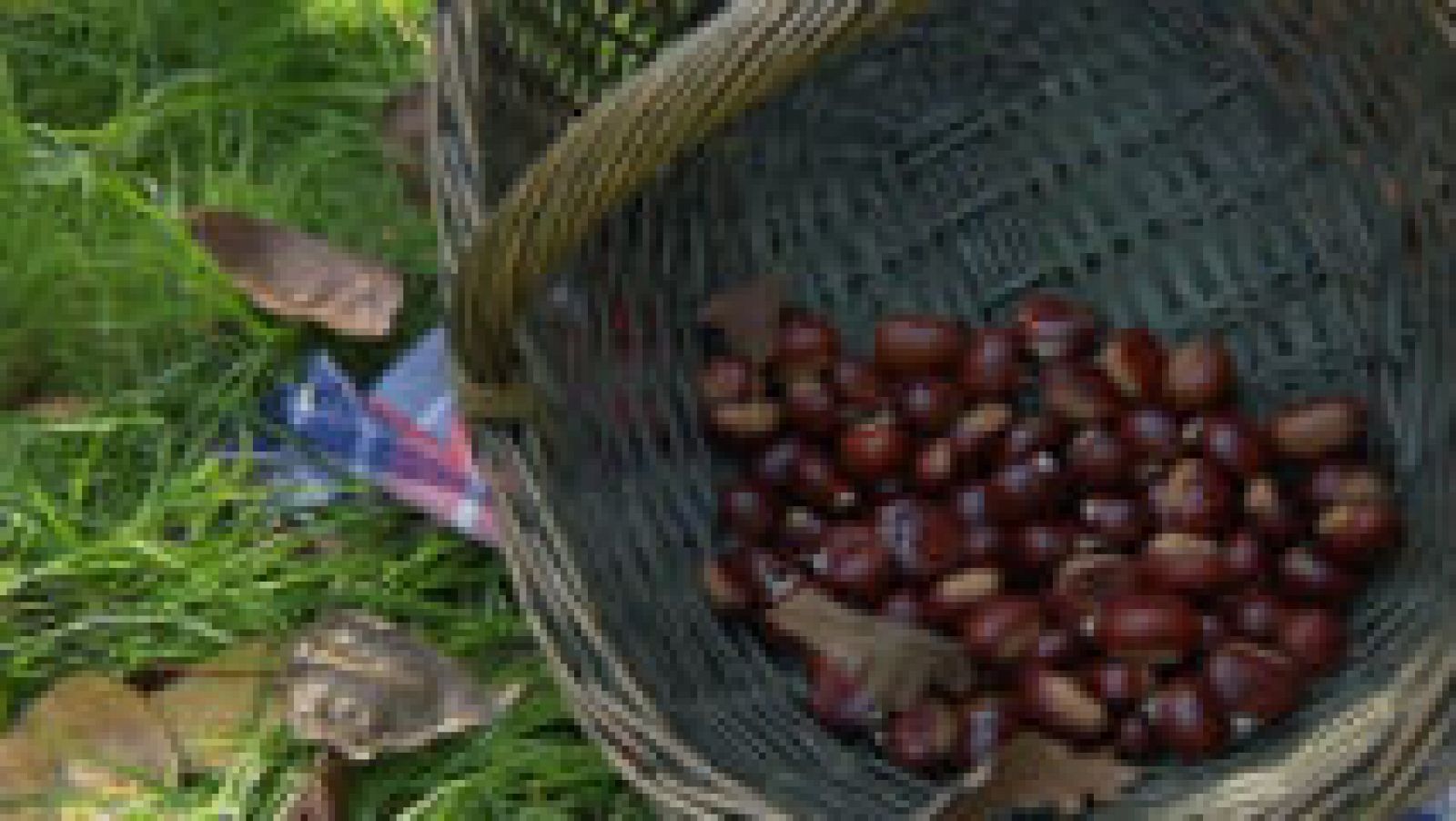 Los secretos del amagüestu