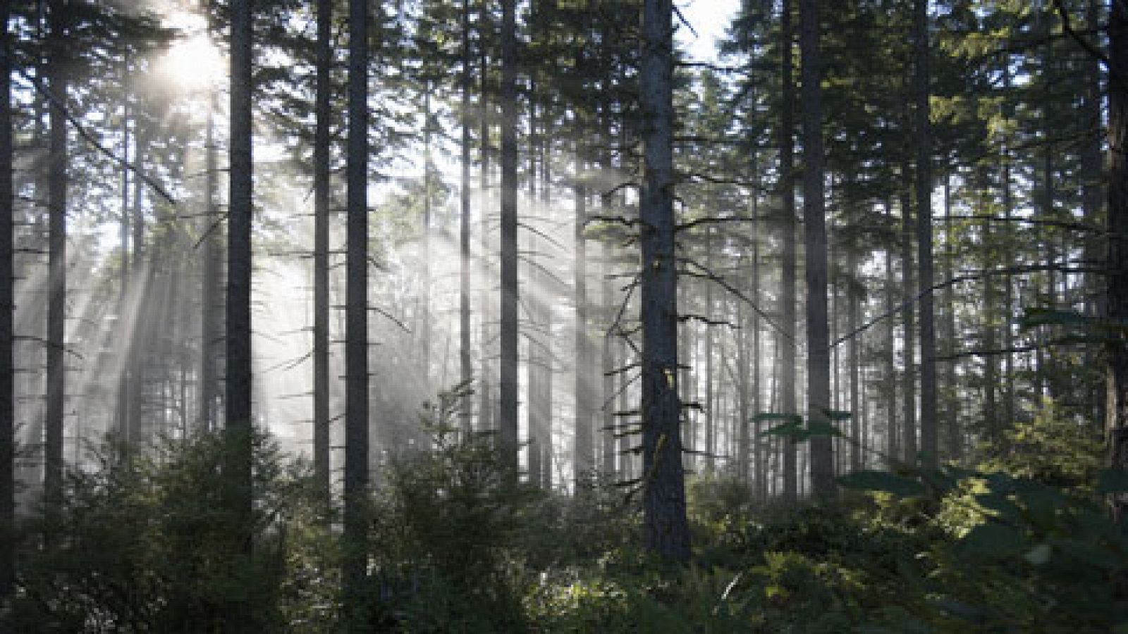 Telediario 1: Un estudio científico pretende demostrar el efecto curativo de los bosques | RTVE Play