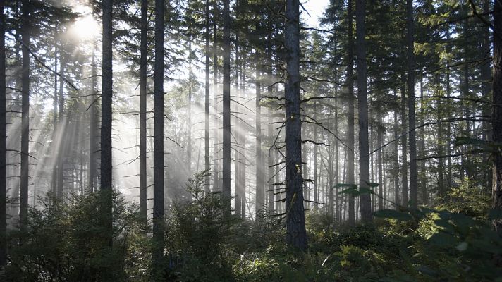 Telediario 1 - Un estudio científico pretende demostrar el efecto curativo de los bosques