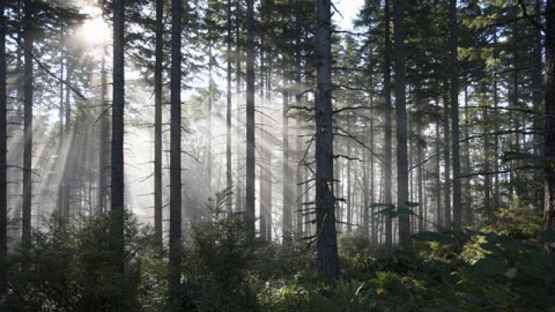 Un estudio científico pretende demostrar el efecto curativo de los bosques