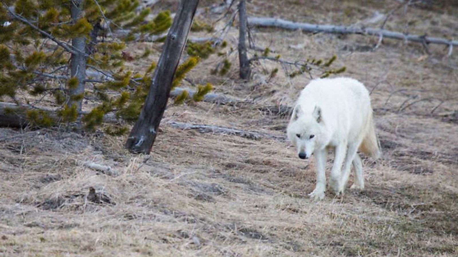 Grandes documentales - Loba blanca: La loba blanca de la manada del Gran Cañón - RTVE.es