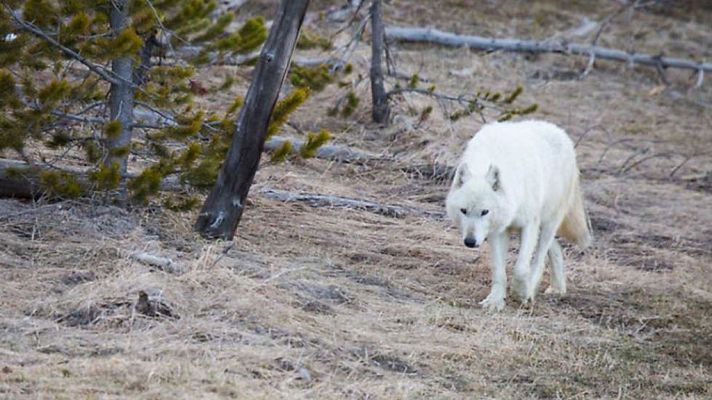 Loba blanca: La loba blanca de la manada del Gran Cañón