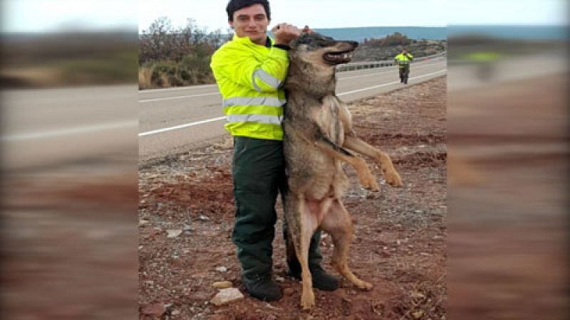 La Guardia Civil investiga la fotografía de un trabajador público de Palencia con un lobo atropellado