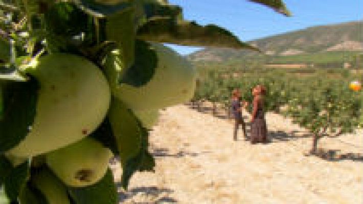 Aquí la Tierra - Un manzana golden muy gourmet