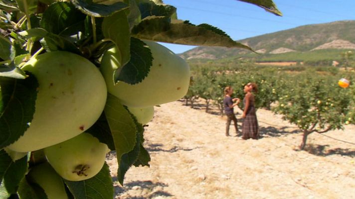 Aquí la Tierra - Un manzana golden muy gourmet