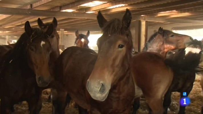 Comidas sospechosas - Carne de caballo